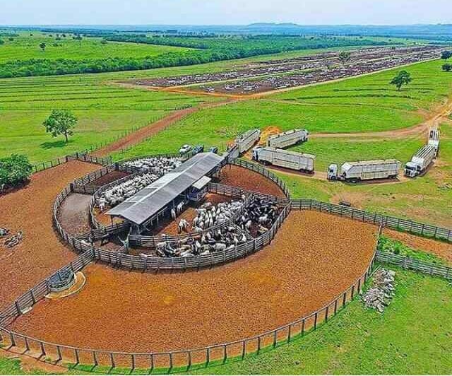 Cinco dicas para não errar no transporte do gado magro nesta entressafra