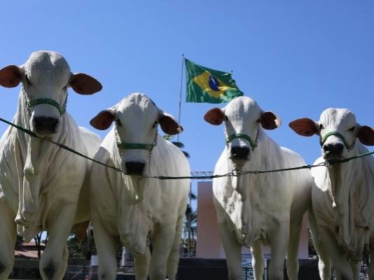 Nelore: raça no Brasil sustenta o crescimento do rebanho na Bolívia