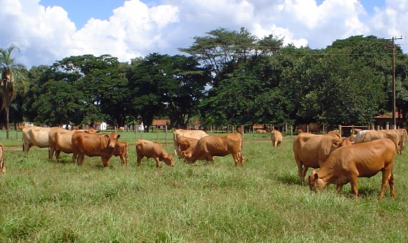 Instituto de Zootecnia quer decodificar genoma de animais adaptados ao clima tropical