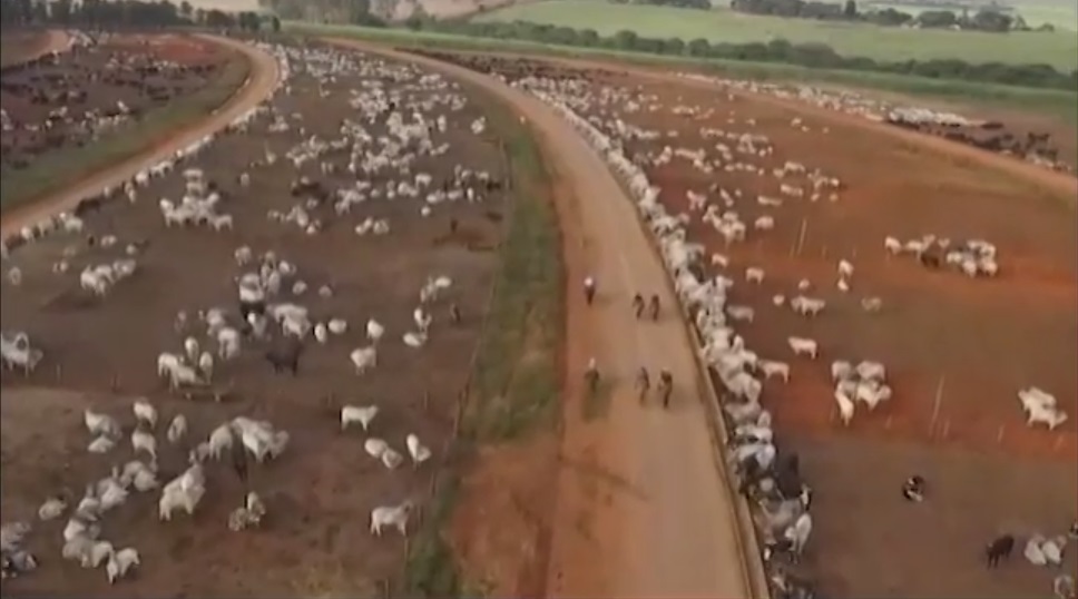 Terminação de gado em boitel de SP rende lucro médio de 15% ao pecuarista