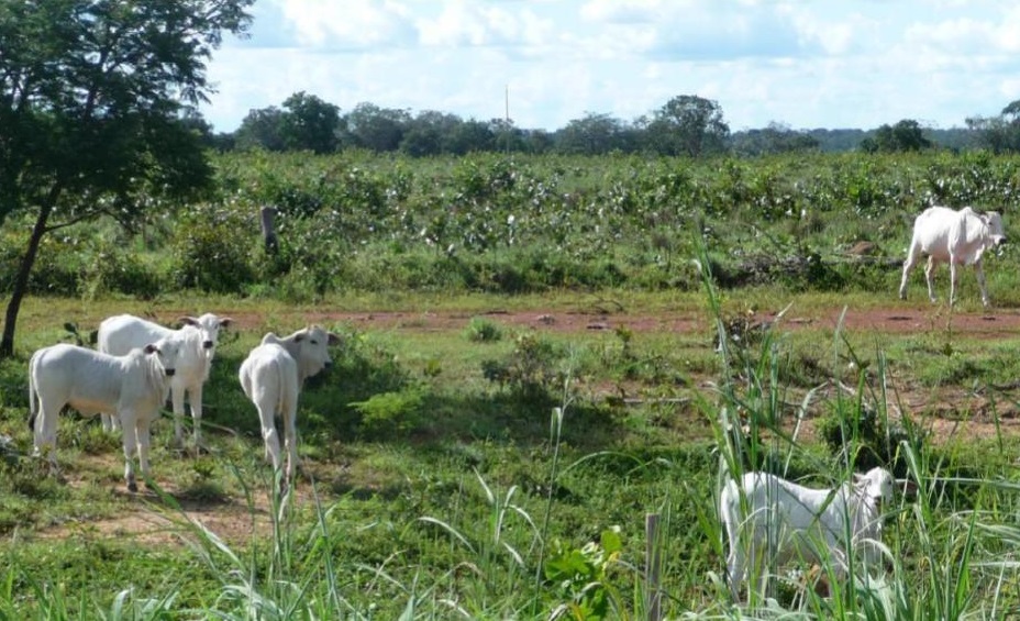 Três passos para melhorar a produtividade da pecuária a pasto na seca