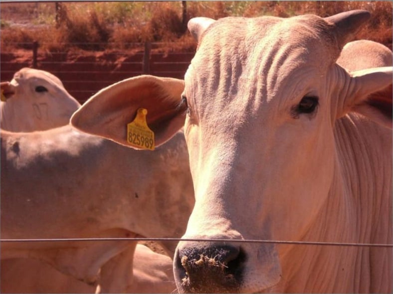 Detalhe de bovino de fazenda com certificação no Sisbov. Foto: Divulgação