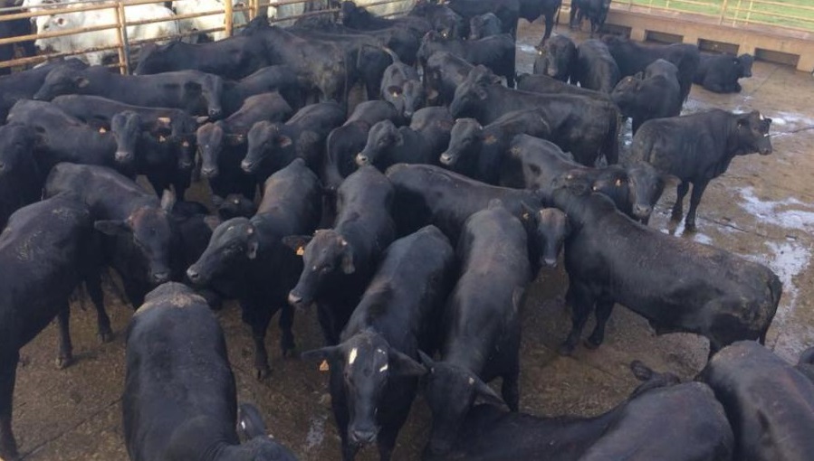 Prêmio de melhor lote de maio é entregue à Fazenda Nossa Senhora de Fátima