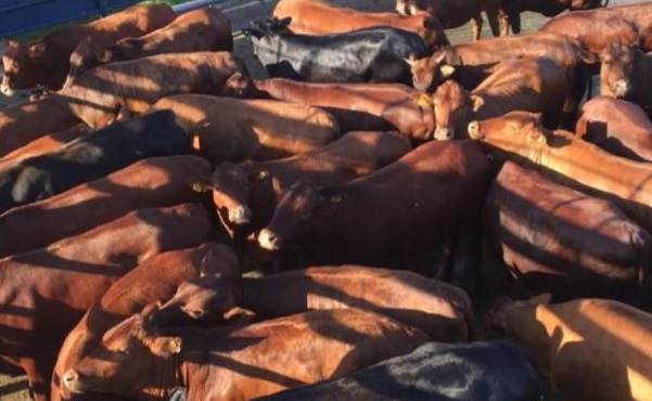 Animais Bonsmara abatidos no Protocolo 1953 são eleitos o melhor lote da semana