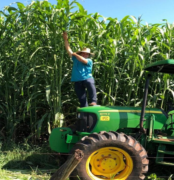 Conheça o híbrido de sorgo boliviano gigante que produz até 120 toneladas por hectare