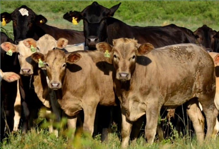 Canchim: conheça as características da carne e o potencial produtivo da raça