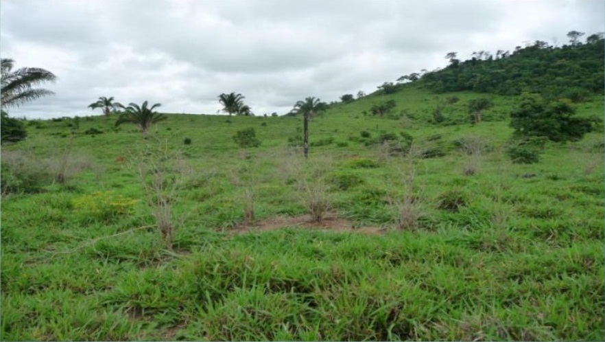 Defensivo recém lançado viabiliza controle de plantas daninhas com menos de 50% do custo da reforma de pasto