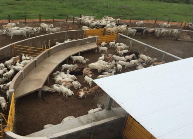 Chances de lesões em carcaças saltam de 13% para 140% com estruturas da fazenda em más condições