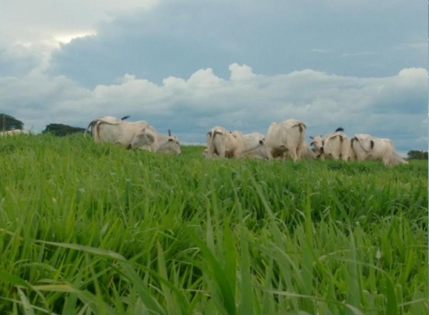 Pesquisa indica fatores para pecuarista obter produtividade 840% superior à média nacional