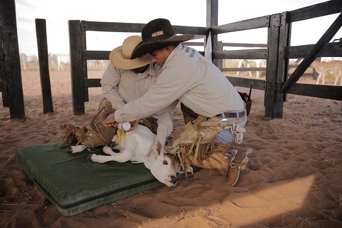 Conheça a fazenda que há oito anos não registra acidentes com animais ou peões