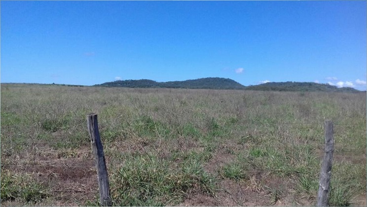 Principal recomendação para não sofrer com falta de pasto na seca é planejamento