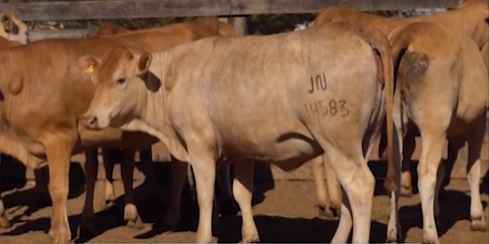 Taurino Tropical: criador da raça Caracu alia produtividade com qualidade da carne