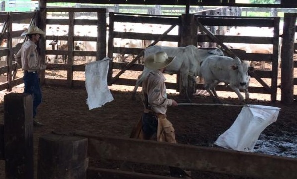 Bem-estar animal ganha relevância com intensificação da pecuária no Pará