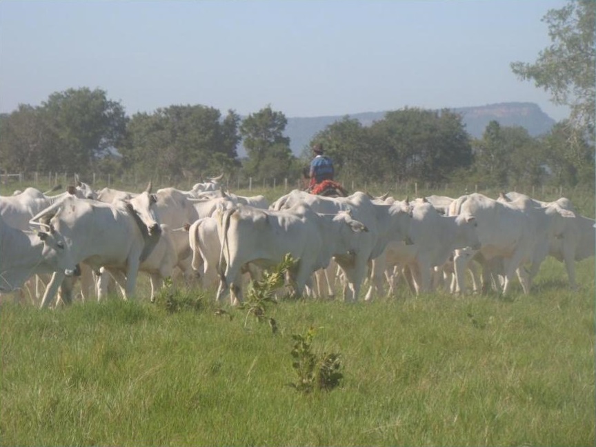 Fundamental para a produtividade da pecuária, bem-estar extrapola as cercas do curral