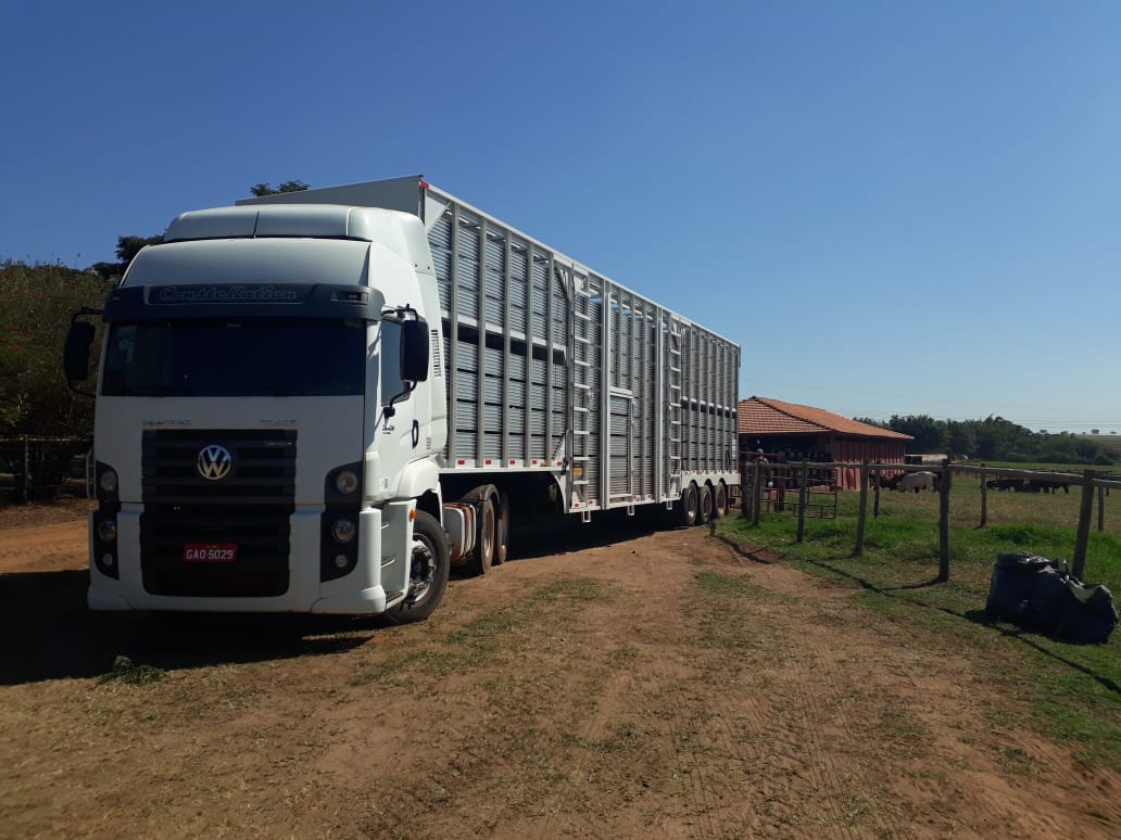 Bem-estar animal: motoristas boiadeiros passam por treinamentos trimestrais para garantir viagens sem estresse