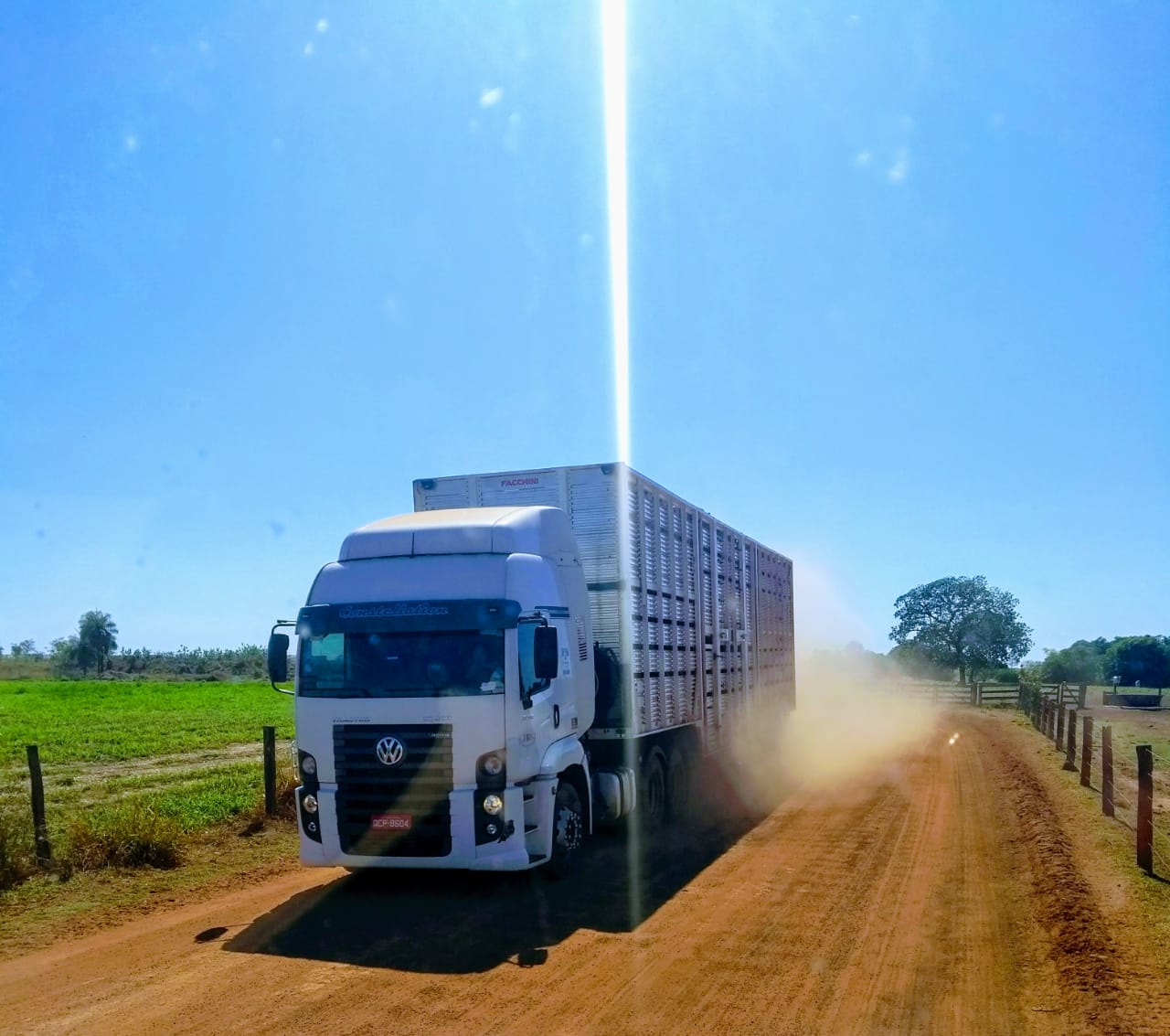 Conheça o ciclo completo do transporte boiadeiro feito na Fazenda Conforto