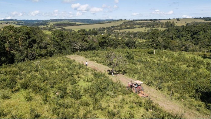 Pecuarista goiano poderá controlar planta daninha “esponja” com novo herbicida