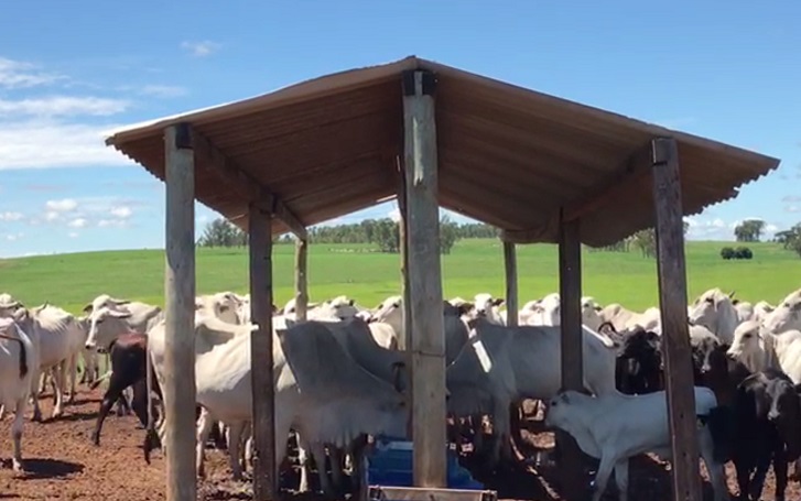 Pecuarista, deixe o improviso de lado e pare de perder dinheiro na seca