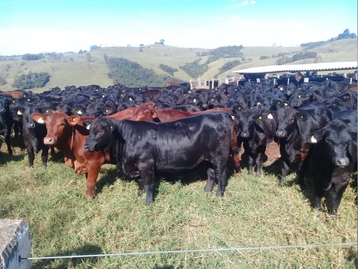 Referência em genética Brangus, Agro Guapiara realiza dia de campo nesta sexta, 10