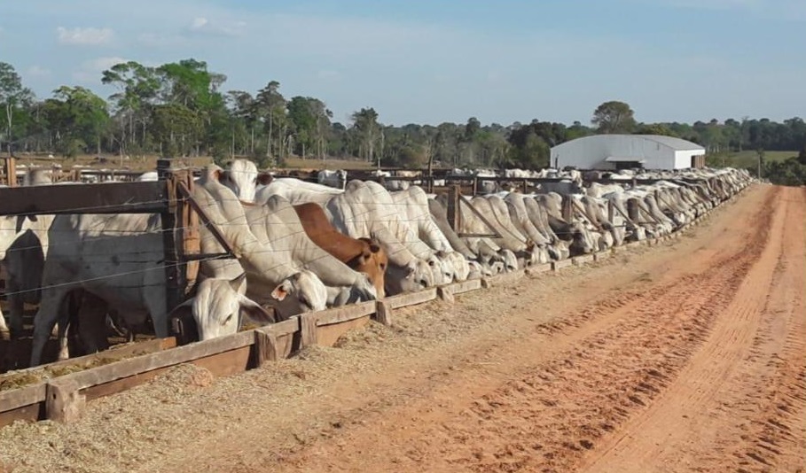 Fazenda do MT aumentou rebanho em quase três vezes aliando tecnologia e manejo