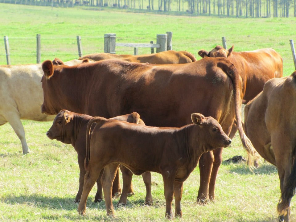 Destaque pela carne e heterose, rebanho brasileiro do Montana já conta com 12 mil matrizes