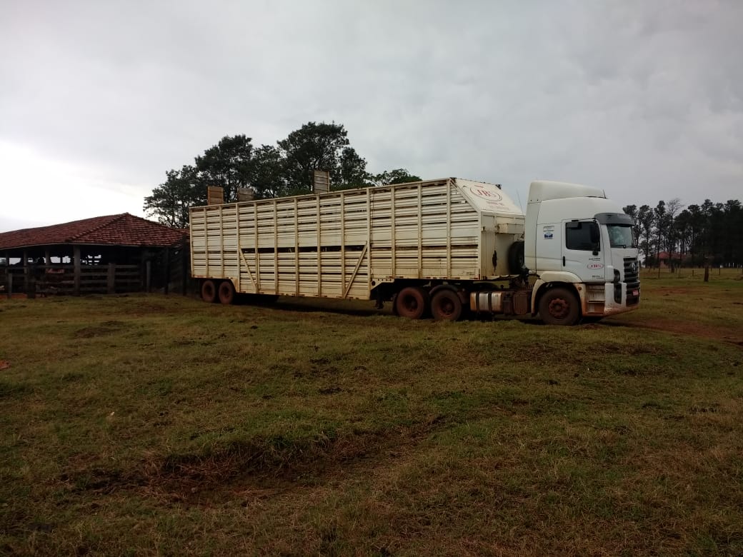 Equipes do transporte boiadeiro ajudam pecuaristas a melhorar qualidade de carcaça