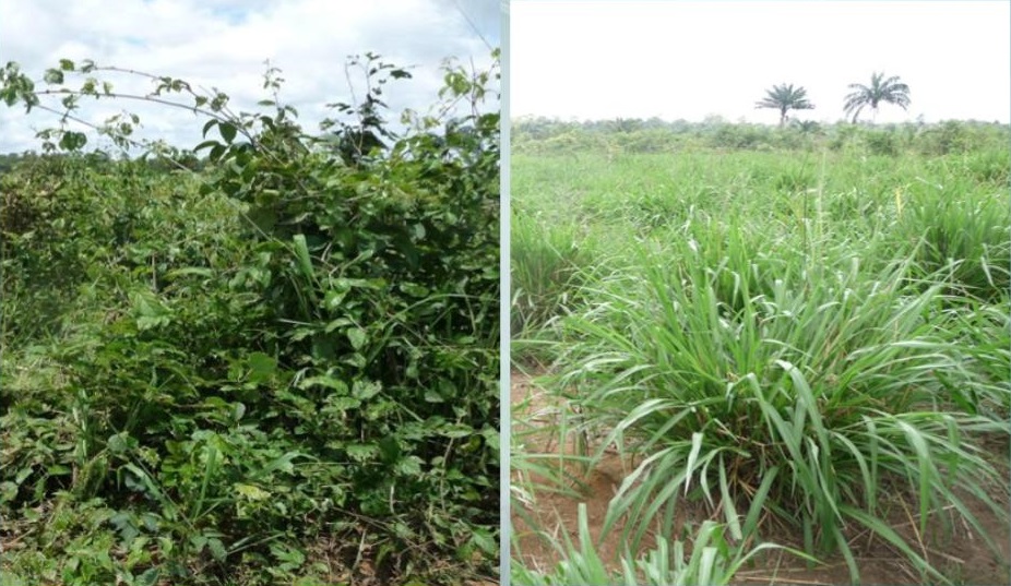 Fazenda que quadruplicou produção de capim na mesma área realiza dia de campo no PA