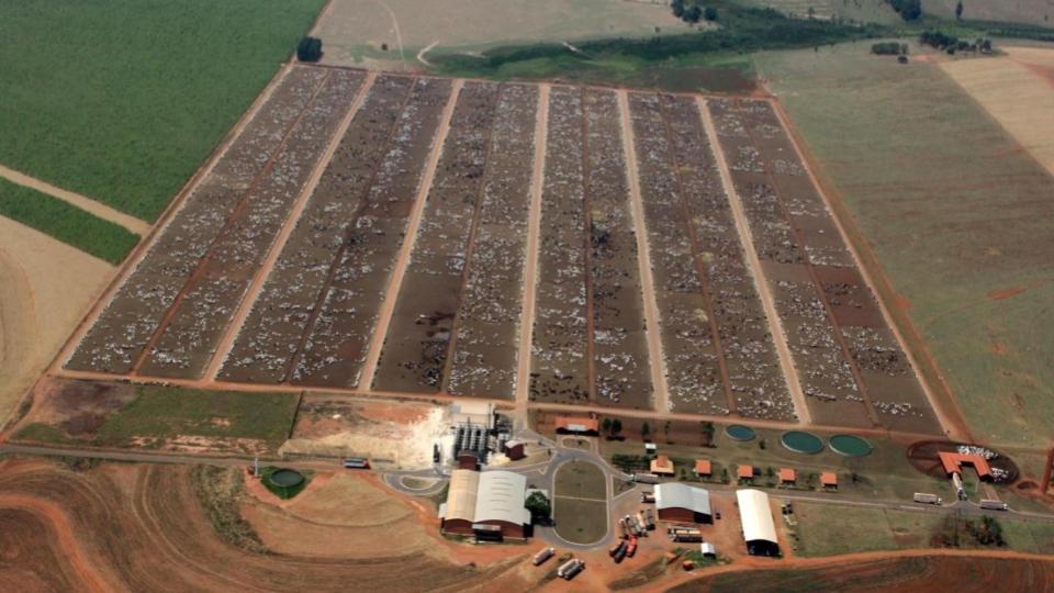 Operação inteligente do transporte boiadeiro viabiliza uso do confinamento