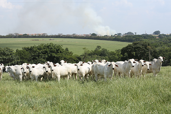 ANCP busca animais com carne superior através de DEPs de maciez e marmoreio