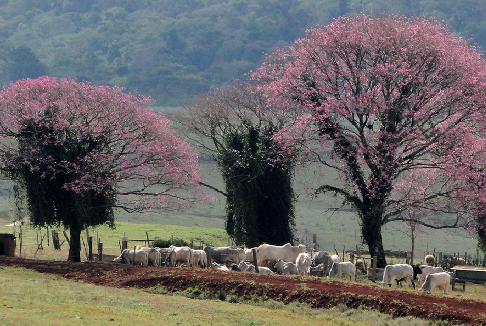 Primavera com pouca chuva no Brasil central e acima da média no sul