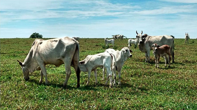 Produtividade da estação de monta pode diminuir com incidência da BVD