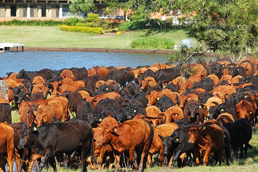 Genética Brangus se consolida no Brasil e raça busca evoluir em qualidade de carne