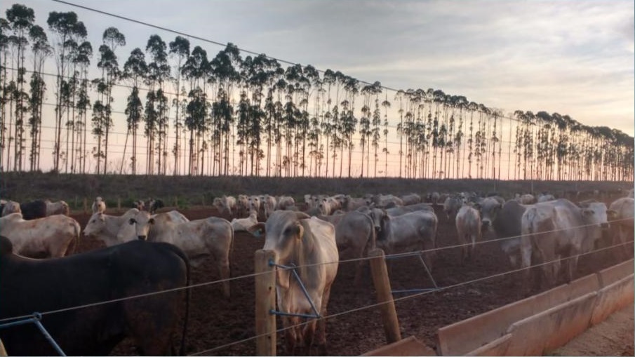 Modalidade de negócio de boitel em SP ajuda pecuarista a vedar pasto neste início de safra