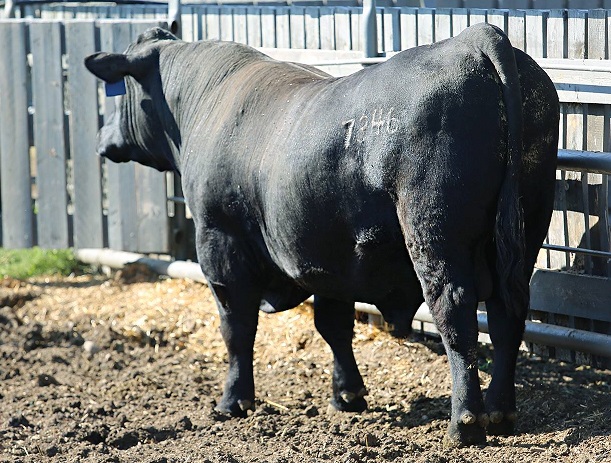 Demanda por carne de qualidade alavanca importação de genética bovina no Brasil