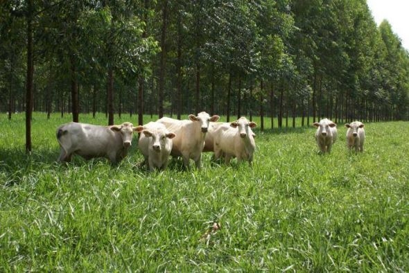 Quanto de pasto, lavoura e floresta devem ter na ILPF? Esta planilha dá a resposta