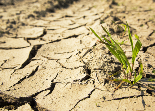 Inmet alerta para forte onda de calor que atinge regiões produtoras em todo o Brasil a partir desta quarta