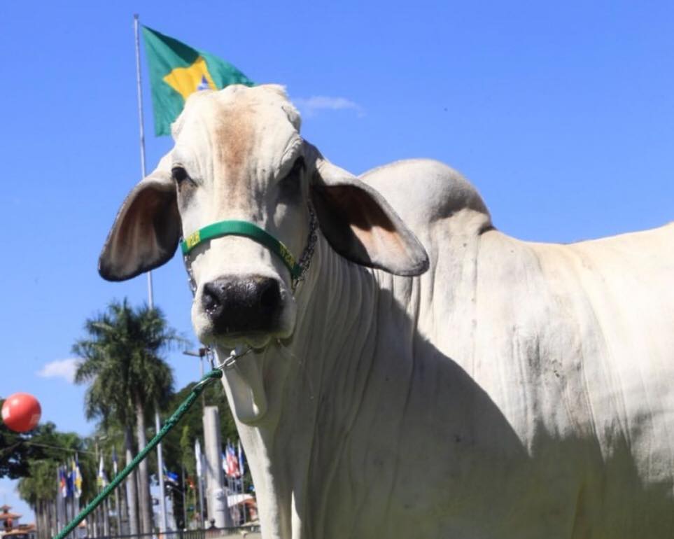 Zebuíno mais criado no planeta, Brahman está presente em mais de 70 países