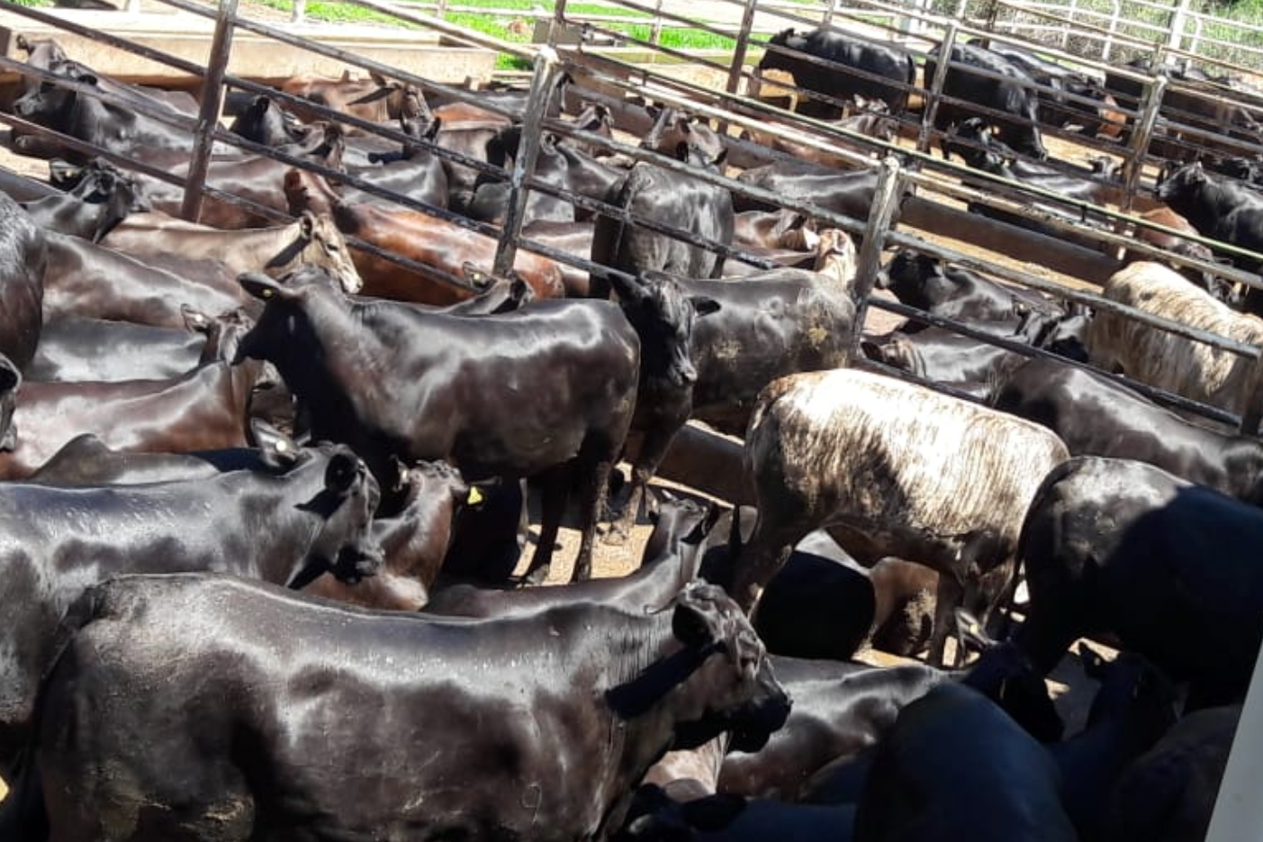 Padrão racial, manejo sanitário e nutrição: fazenda de Goiás dá a receita para produzir carne de qualidade