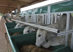 Qual será o futuro das pesquisas sobre eficiência alimentar de bovinos no Brasil?