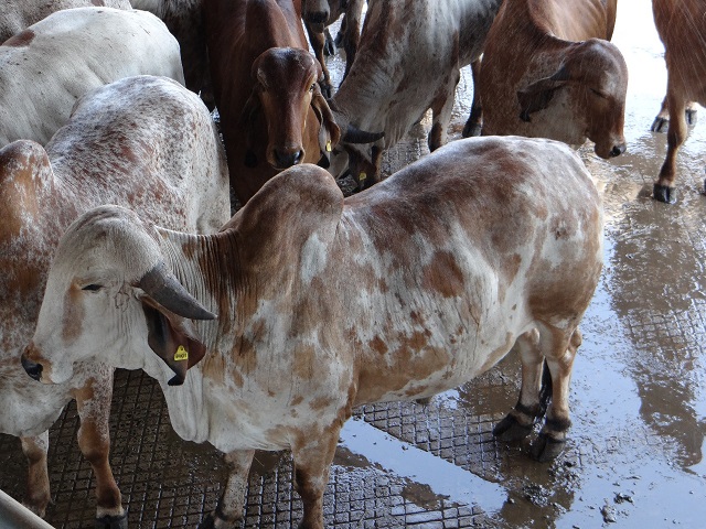 Garrotes Gir castrados e confinados surpreendem em qualidade de carne, afirma Unesp