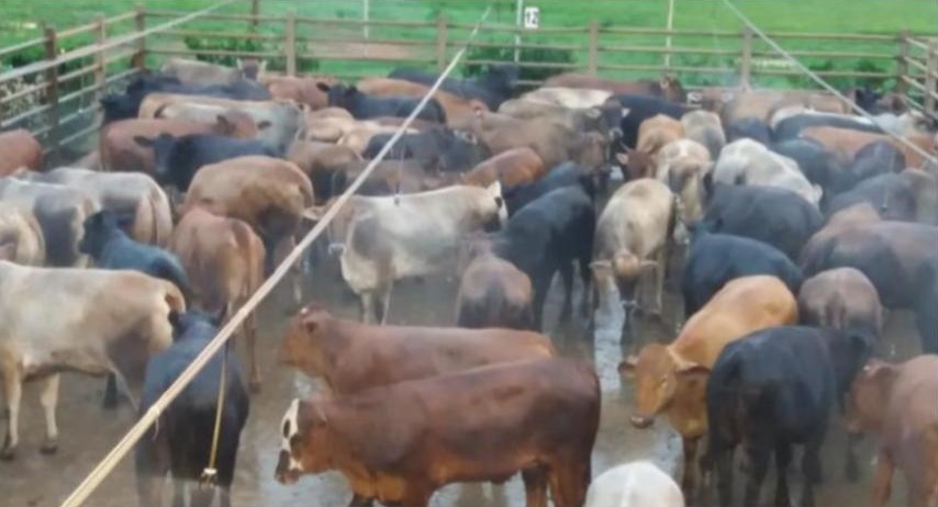 Conheça o melhor lote apresentado no Giro do Boi em outubro