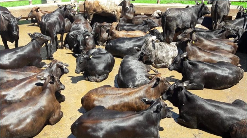 Protocolo converte carne de qualidade em bônus e pecuaristas têm aumento de produtividade e renda