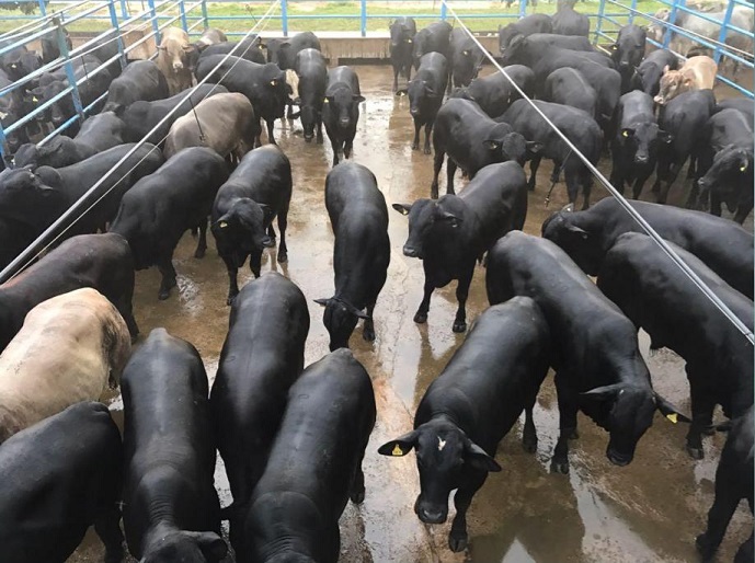 Terminação intensiva puxa qualidade da carne em fazendas do Pará e Tocantins