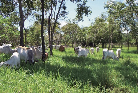 Brasil tem o desafio de transformar florestas em vantagem competitiva no comércio da carne bovina