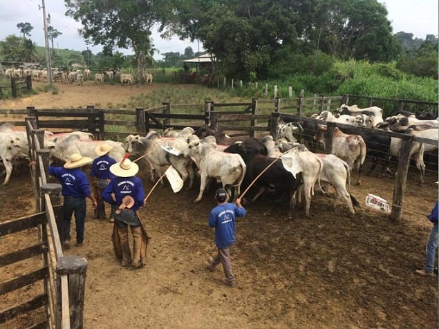 Saiba em quais cidades do Pará a vacinação contra raiva bovina tornou-se obrigatória