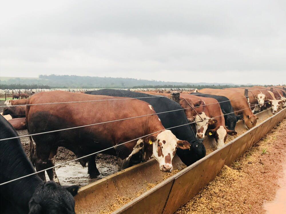 Produtividade é a maior alavanca para a renda do pecuarista