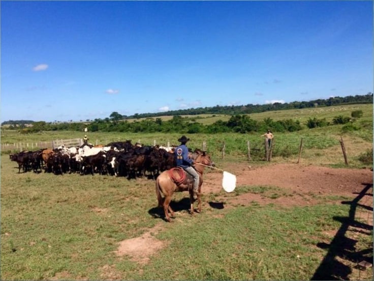 Exigência aumenta e indústria da carne reforça ações dedicadas ao bem-estar