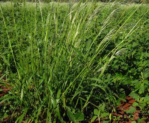 Você sabe qual é e como controlar a principal planta daninha das fazendas brasileiras?