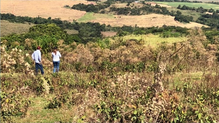 Chuvas e altas temperaturas abrem janela para o controle de plantas daninhas no Paraná