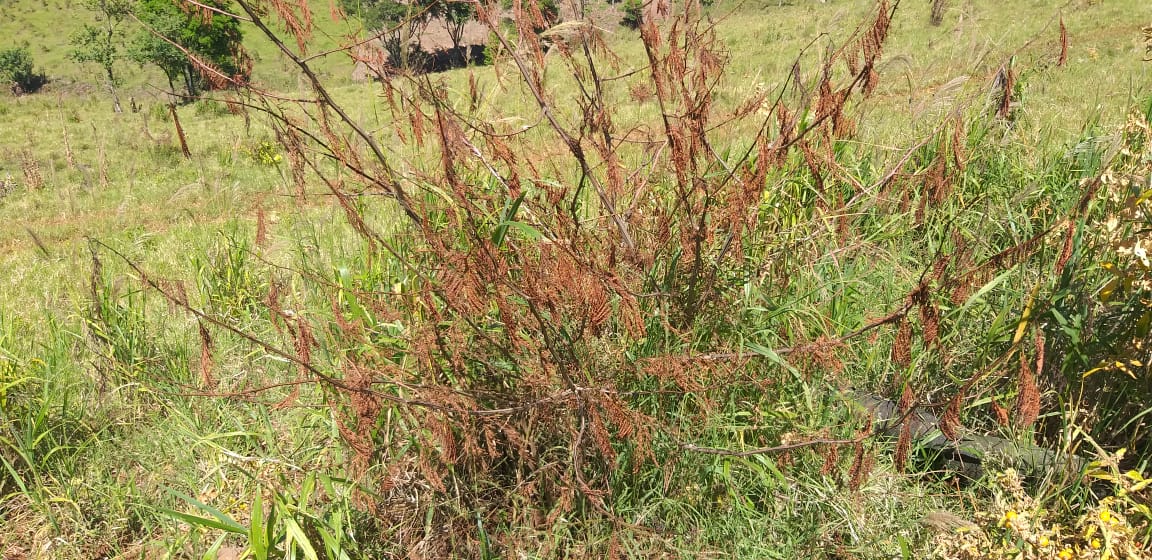 Pecuarista de SC quer aumentar em até 30% o ganho de peso de animais em recria com limpeza de pasto